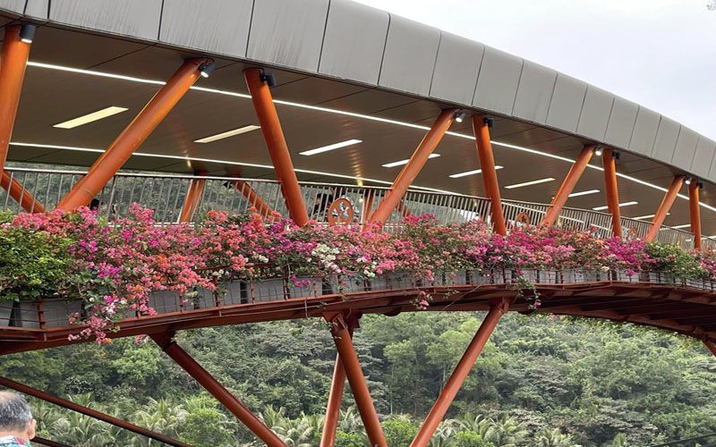 Top 8 loại hoa giấy đẹp và phổ biến nhất 2 Hoa giấy đẹp và phổ biến được trồng làm cảnh quan