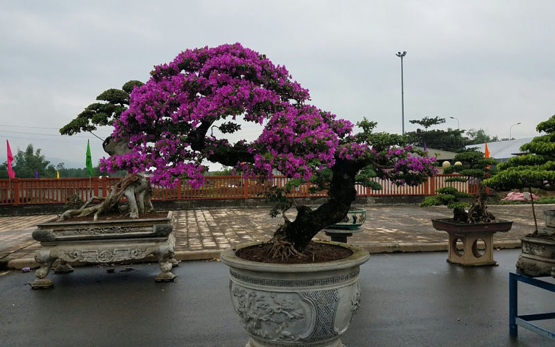 Top 8 loại hoa giấy đẹp và phổ biến nhất 4 Hoa giấy Bonsai