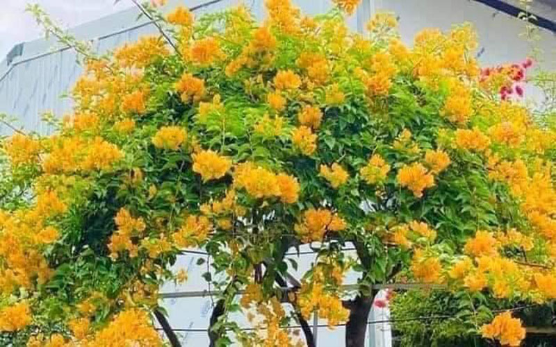 Bật mí cách trồng và chăm sóc hoa giấy nở hoa quanh năm 5 hoa giay4